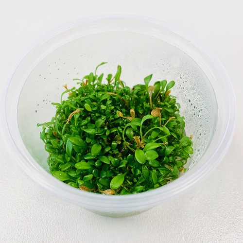 Glossostigma elantinoides in beker100 cc